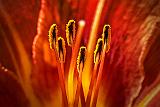 Daylily Stamen_P1150132-4